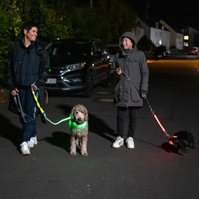 Zwei Hunde mit leuchtenden Halsbändern und Leinen für bessere Sichtbarkeit bei Nacht auf einer dunklen Strasse.