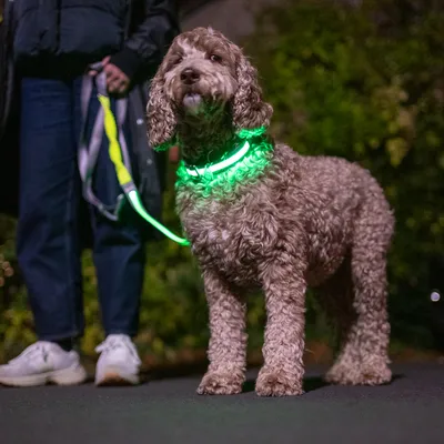 Chien avec collier et laisse lumineux verts, tenus par une personne lors d’une promenade nocturne. Collier et laisse visibles en plastique éclairé.