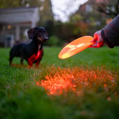 Lysende frisbee-skive holdes i haven, mens en hund står i baggrunden.