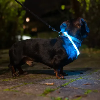 Hund mit leuchtendem Halsband bei Nacht, geeignet für bessere Sichtbarkeit im Dunkeln.
