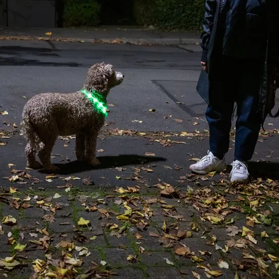 Hond met lichtgevende groene halsband ’s nachts op straat. Persoon ernaast draagt donkere kleding en witte schoenen.
