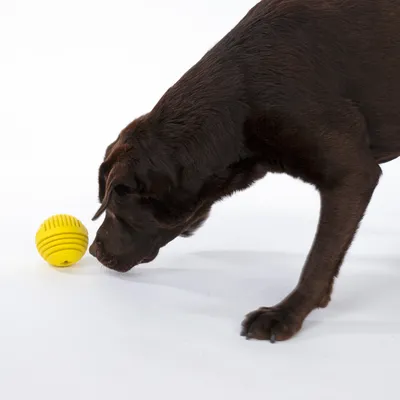 Chien brun jouant avec un jouet balle jaune sur fond blanc.