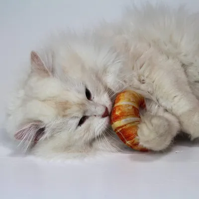 Chat blanc allongé tenant un jouet en forme de croissant dans ses pattes, fond uni blanc. Jouet ressemblant à une pâtisserie, matière textile visible.