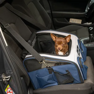 Torba transportowa dla zwierząt na siedzenie samochodowe, przymocowana pasem bezpieczeństwa. Mały brązowy chihuahua siedzi w torbie. Torba ma niebieskie i czarne kieszenie z siatki.