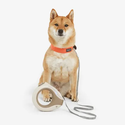 Collare per cani arancione con etichetta nera e guinzaglio grigio con manico ergonomico, adatto per passeggiate.
