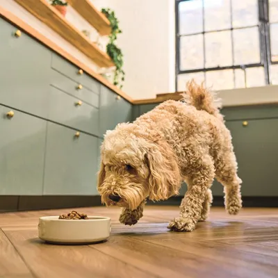 Animal eating dry food from a bowl on a kitchen floor, demonstrating product use.
