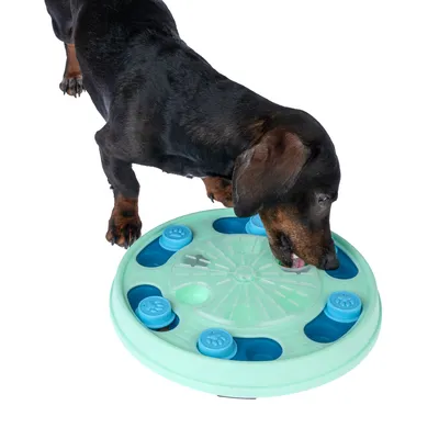 Dog playing with a green and blue interactive toy with compartments for treats.