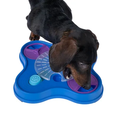 Chien à poil court utilisant un jeu d’intelligence interactif bleu et violet avec éléments mobiles en plastique, forme triangulaire arrondie, sur fond blanc.