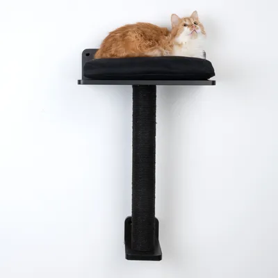 Tiragraffi da parete con colonna in sisal nero e superficie imbottita. Gatto rosso sdraiato sulla piattaforma superiore.