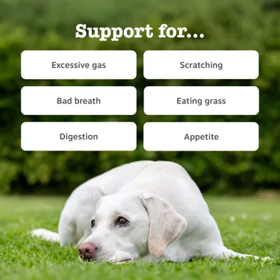Zesty Paws Probiotic Chews sütőtök