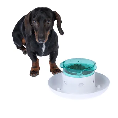 Schwarzer Dackel neben einem weissen Futterspender mit transparentem, türkisfarbenem Deckel und sichtbarem Trockenfutter im Inneren.