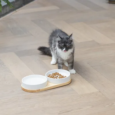 Graue Katze neben einem Doppelnapf aus Holz mit Wasser und Trockenfutter auf hellem Holzboden.