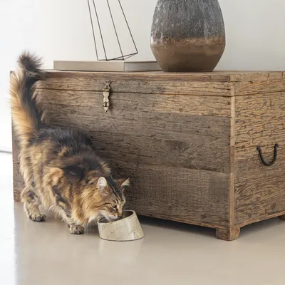 Katze trinkt aus einem Marmorfutternapf vor einer rustikalen Holzkiste. Dekorative Vase und Lampe auf der Kiste sichtbar.