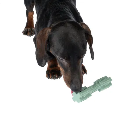 Dog with green rubber chew toy suitable for dental care.