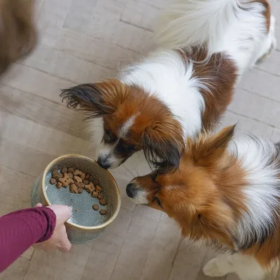 Designed by Lotte Hundenapf Keramik, grün