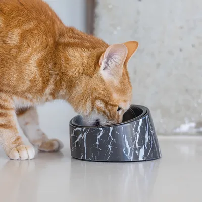 Rote Katze frisst aus einem grauen Futternapf mit Marmor-Design.