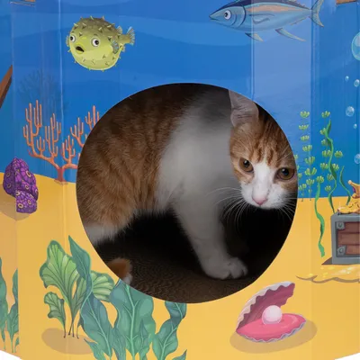 Cardboard box with underwater design, round entrance and visible part of an orange-white animal. Decorations such as fish, coral and treasure chest on the surface.