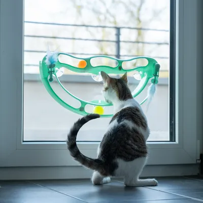 Зелена играчка с вендузи, закрепена за стъкло, съдържа цветни топки и перо. Котка седи отпред и наблюдава играчката.