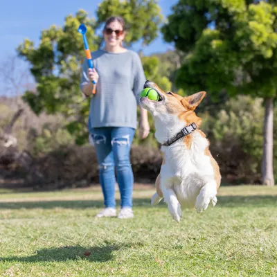 Cane salta in aria per afferrare una palla verde, mentre una persona sullo sfondo tiene un lanciapalle.