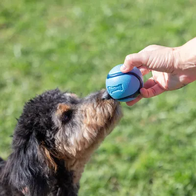 Cane annusa una palla Chuckit! blu tenuta in mano.