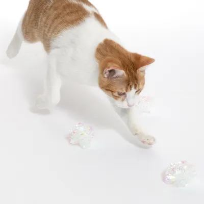 Chat roux et blanc marchant près de trois balles froissées transparentes à reflets, sur fond blanc. Les jouets sont en plastique visible.