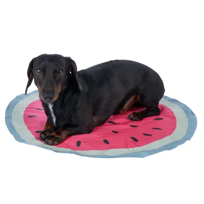 Chien noir allongé sur un tapis rond en tissu motif pastèque, fond blanc. Aucun texte visible.