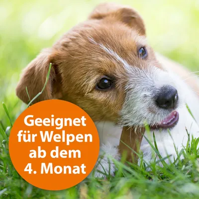 Geeignet für Welpen ab dem 4. Monat.