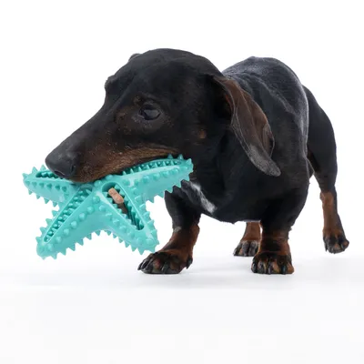 Pes sa hrá s tyrkysovou hviezdicovou hračkou s výstupkami na čistenie zubov a zabudovanou maškrtou.