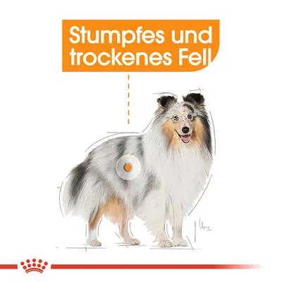 Illustration eines Hundes mit Hinweis auf stumpfes und trockenes Fell. Text: Stumpfes und trockenes Fell.
