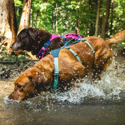 Twee honden dragen stevige tuigjes in blauw en roze terwijl ze door water lopen. Geschikt voor outdooractiviteiten.