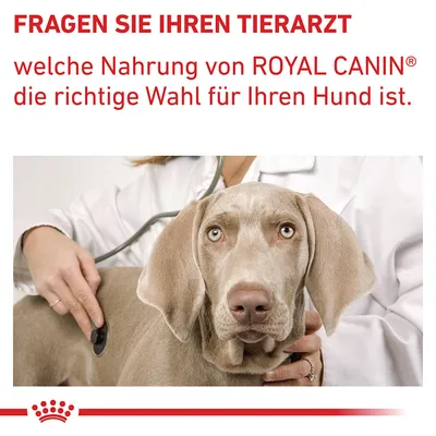 Fragen Sie Ihren Tierarzt, welche Nahrung von Royal Canin die richtige Wahl für Ihren Hund ist.