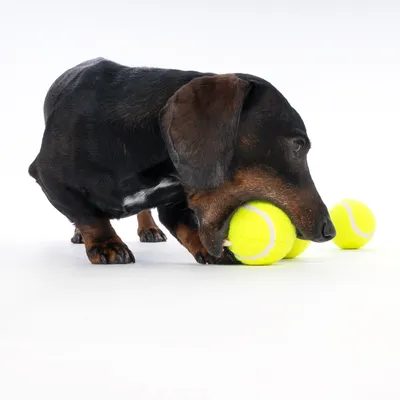 Gravhund leger med tre gule tennisbolde på hvid baggrund.