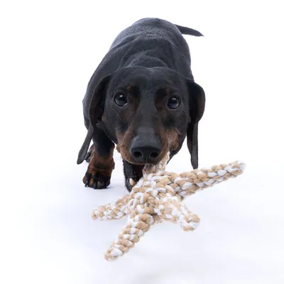 Hund spielt mit einem sternförmigen Spielzeug aus geflochtenem Seil.
