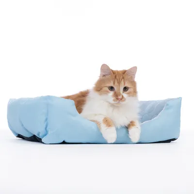 Legowisko dla kota w jasnoniebieskim kolorze z rudo-białym kotem leżącym w środku. Produkt pokazuje komfort i design legowiska.
