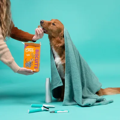 Hond met handdoek krijgt Edgard & Cooper Bravo Biscuits. Verpakking zichtbaar, verzorgingsproducten en borstels op de voorgrond.