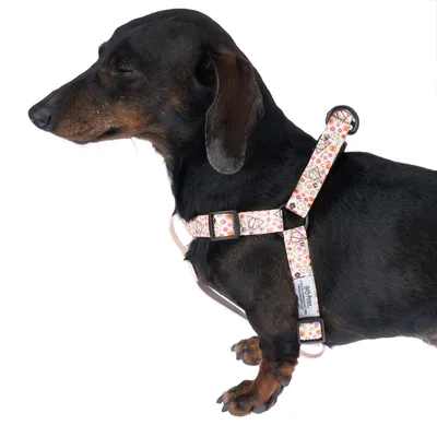 Hund trägt ein buntes Geschirr mit Blumenmuster und verstellbaren Schnallen. D-Ring zur Befestigung einer Leine sichtbar.