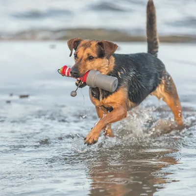 Hund spielt im Wasser und trägt ein rotes und graues Spielzeug mit integriertem Behälter.
