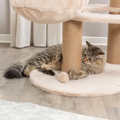 Kratzbaum mit Sisalstämmen und Plüschboden, Katze spielt mit hängendem Ballspielzeug.