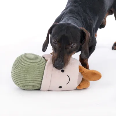Chien teckel jouant avec une peluche en tissu vert et beige, visage souriant brodé, oreilles marron clair visibles.