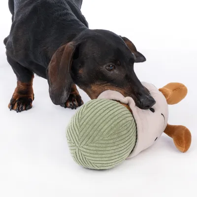 Chien teckel jouant avec une peluche en tissu vert et beige, forme ronde avec pattes marron visibles. Aucun texte ou marque apparente sur le jouet.