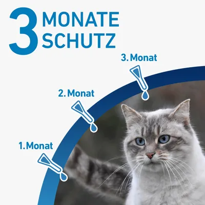 3 Monate Schutz. Diagramm zeigt Anwendung in 1., 2. und 3. Monat mit Tropfen-Symbolen. Katze im Hintergrund.