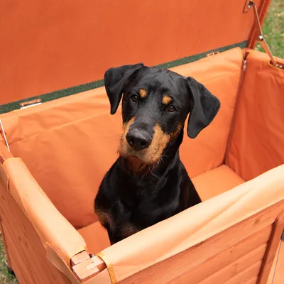 Hund sitzt in einer orangefarbenen Hundebox mit gepolstertem Innenraum und Holzrahmen.