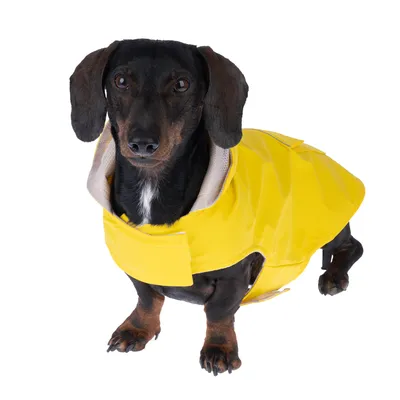 Chien portant un imperméable jaune avec fermeture à scratch, vu de face. Le manteau couvre le dos et le cou du chien.