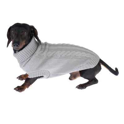 Chien portant un pull gris en maille torsadée, col roulé, couvrant le dos et le cou. Matière visible : tissu tricoté.