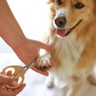Hand holding a dog's paw while a gold-coloured claw trimmer is used. Demonstration of using a claw trimmer.