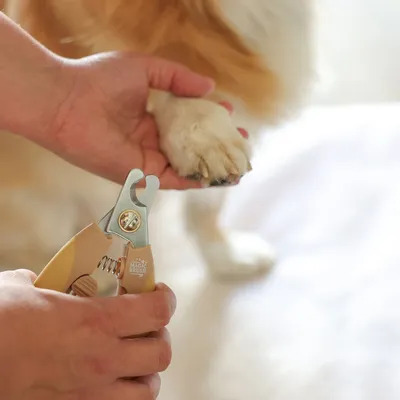 Hand hält Hundepfote und verwendet eine Magic Brush Krallenschere zur Pflege der Nägel.