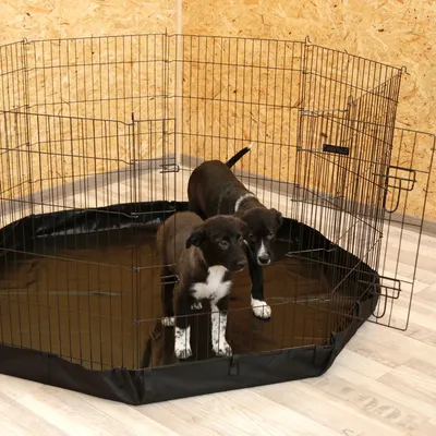 Zwei schwarze Welpen in einem Metallgehege mit schwarzem Boden auf hellem Holzboden. Gehege hat Gitterwände und eine Tür.