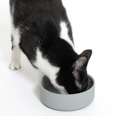 Gatto bianco e nero mangia da una ciotola grigia con logo Batman. Il prodotto mostra l’uso di una ciotola per alimenti.