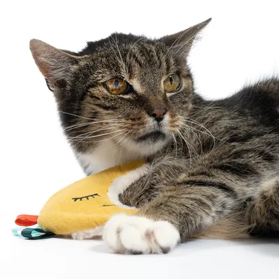 Cat lying on a yellow fabric toy with embroidered face and colourful details.