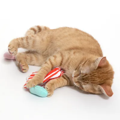 Gato rojo juega con un juguete de tela a rayas rojas y blancas y un elemento de tela turquesa.